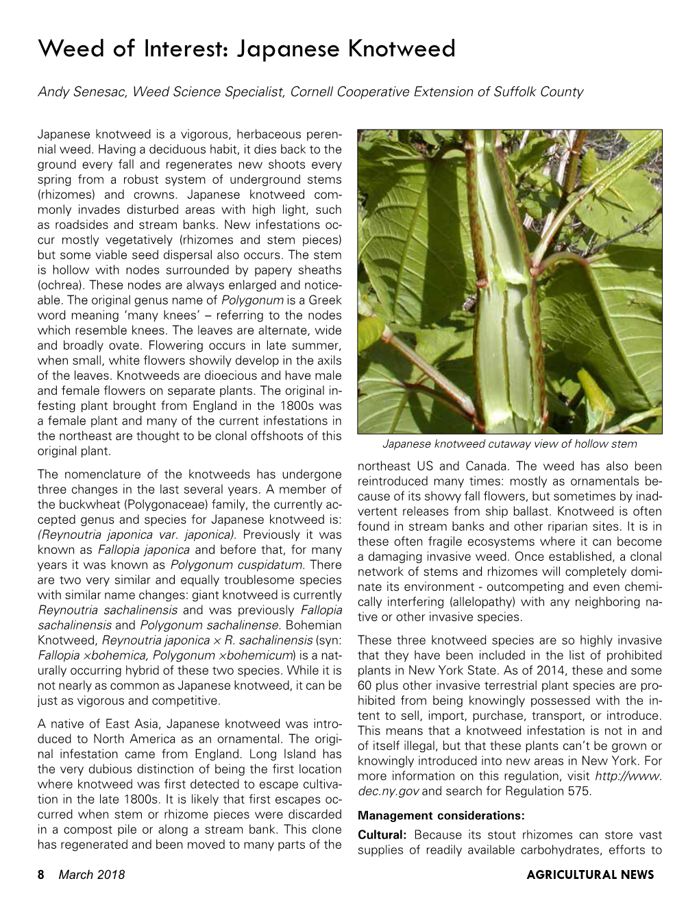 Weed of Interest: Japanese Knotweed