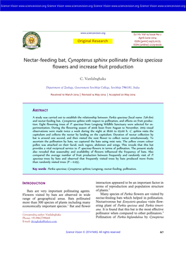 Nectar-Feeding Bat, Cynopterus Sphinx Pollinate Parkia Speciosa Flowers and Increase Fruit Production