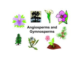Angiosperms and Gymnosperms Gymnosperms