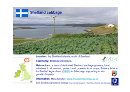 ECPGR Shetland Cabbage Maria Scholten
