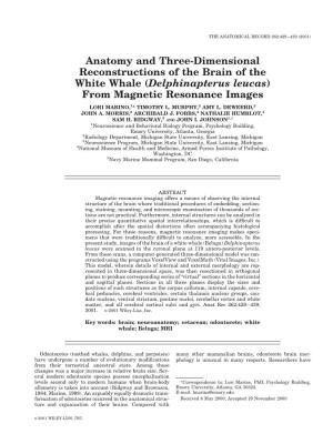 Anatomy and Three-Dimensional Reconstructions of the Brain of The