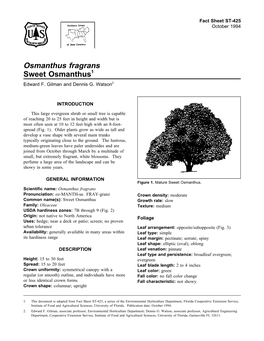 Osmanthus Fragrans Sweet Osmanthus1 Edward F