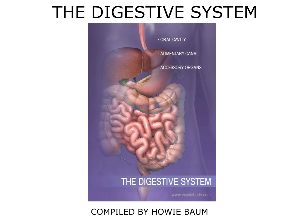 The Digestive System