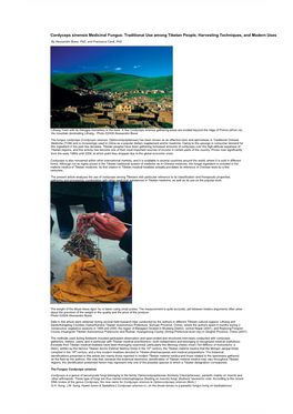 Cordyceps Sinensis Medicinal Fungus: Traditional Use Among Tibetan People, Harvesting Techniques, and Modern Uses