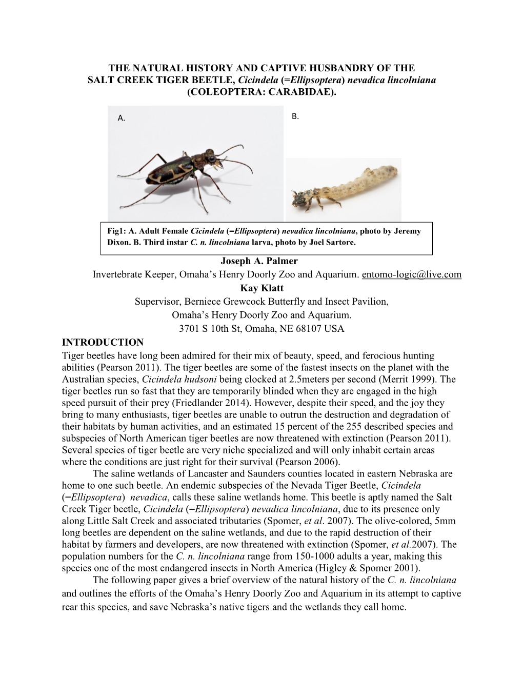 =Ellipsoptera) Nevadica Lincolniana (COLEOPTERA: CARABIDAE