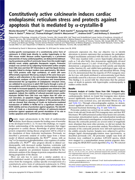 Constitutively Active Calcineurin Induces Cardiac Endoplasmic Reticulum Stress and Protects Against Apoptosis That Is Mediated by Α-Crystallin-B