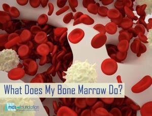 What Is Bone Marrow?
