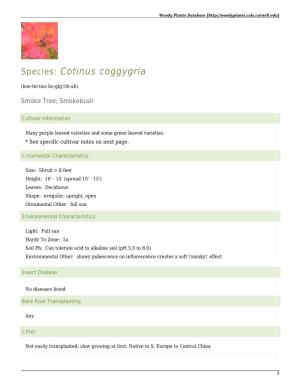 Cotinus Coggygria