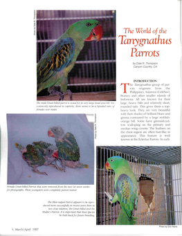 Tanygnathus Parrots