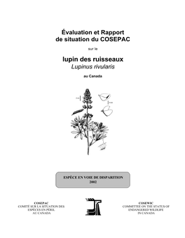 Lupin Des Ruisseaux(Lupinus Rivularis)