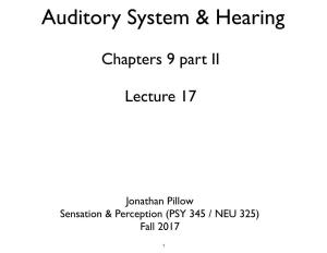 Auditory System & Hearing