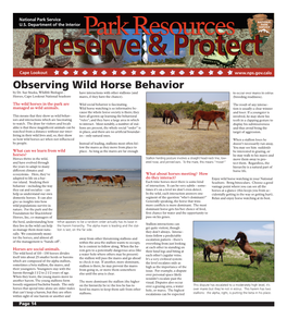 Observing Wild Horse Behavior by Dr