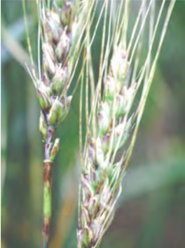 Bacterial Leaf Streak and Black Chaff Caused by Xanthomonas Translucens