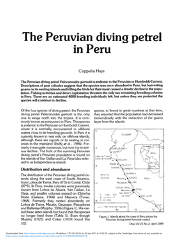 The Peruvian Diving Petrel in Peru