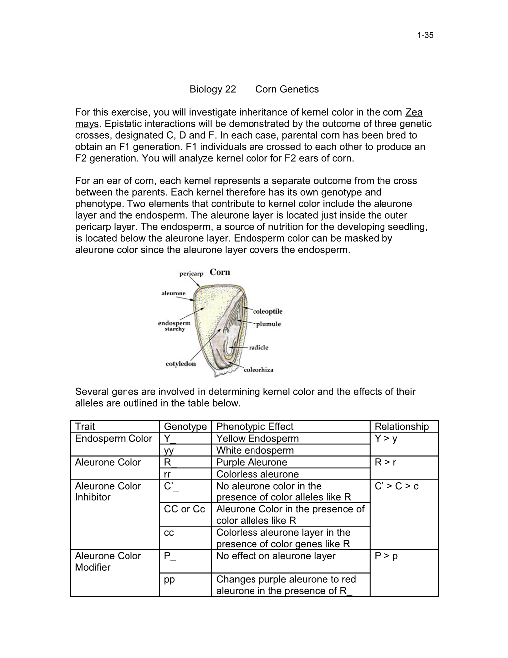 Biology 22 Corn Genetics