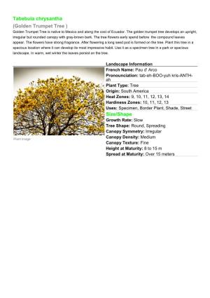Tabebuia Chrysantha (Golden Trumpet Tree ) Golden Trumpet Tree Is Native to Mexico and Along the Cost of Ecuador