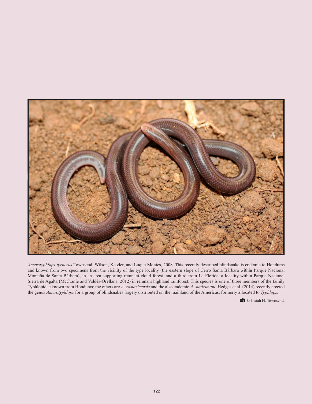 Amerotyphlops Tycherus Townsend, Wilson, Ketzler, and Luque-Montes, 2008