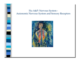 Autonomic Nervous System and Sensory Receptors 51A A&P: Nervous System -! Autonomic Nervous System and Sensory Receptors ! Class Outline