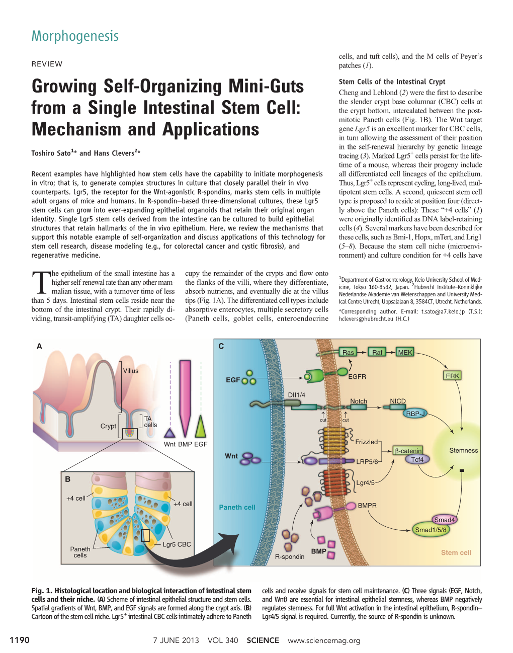 Growing Self-Organizing Mini-Guts from a Single