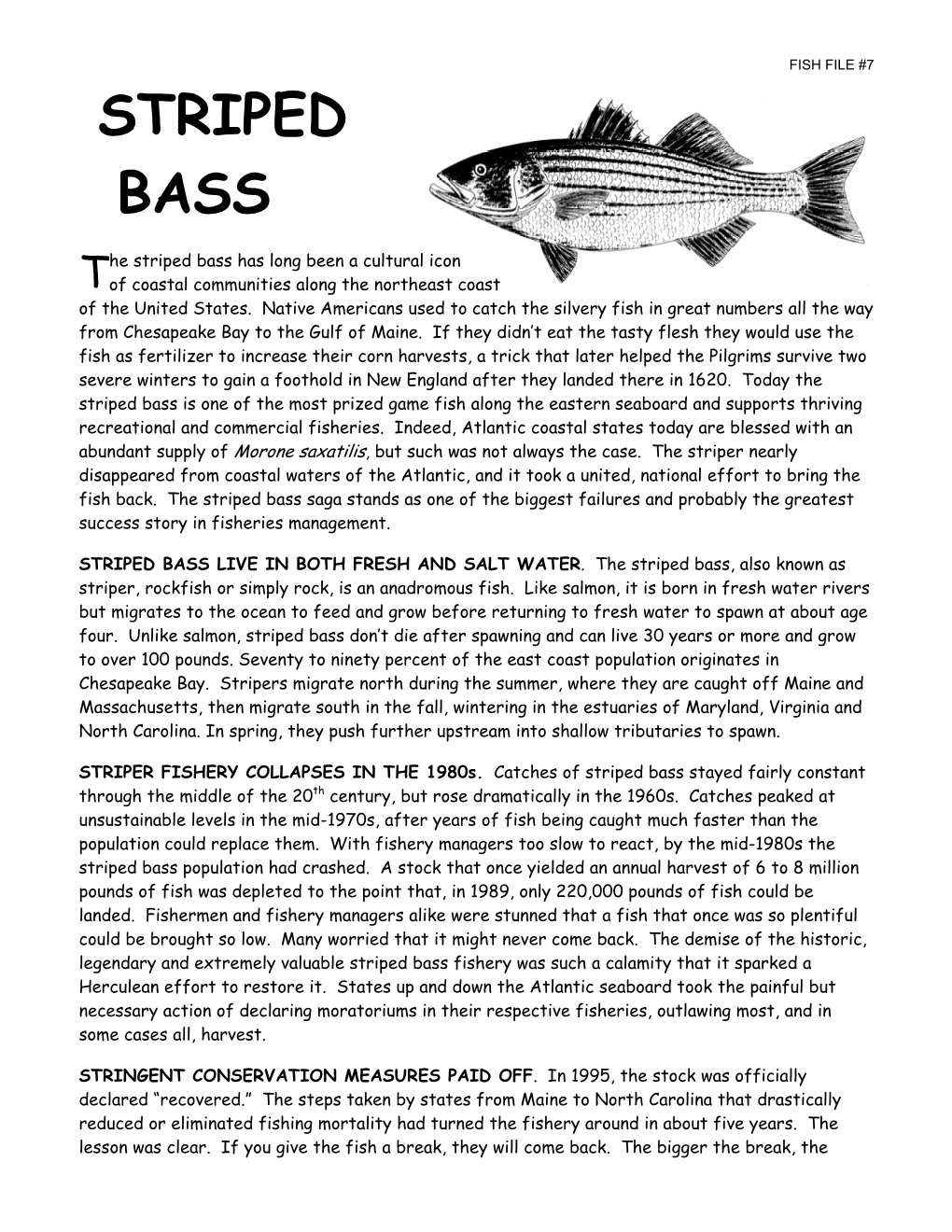 Striped Bass