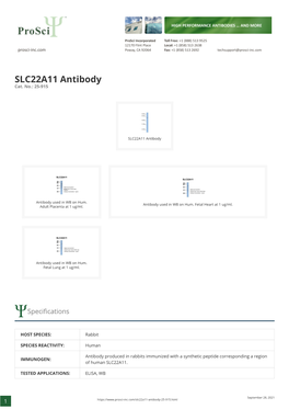 SLC22A11 Antibody Cat