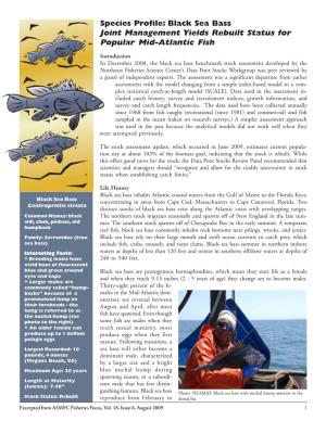 Species Profile: Black Sea Bass Joint Management Yields Rebuilt Status for Popular Mid-Atlantic Fish