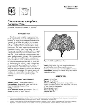 Cinnamomum Camphora Camphor-Tree1 Edward F
