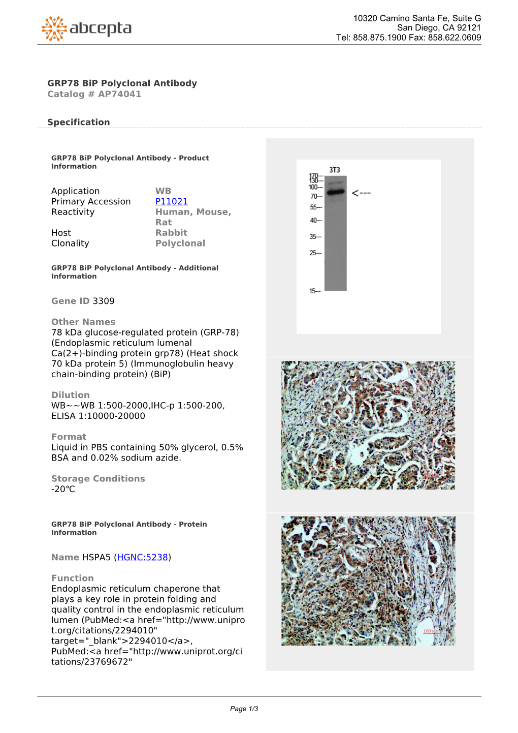 GRP78 Bip Polyclonal Antibody Catalog # AP74041