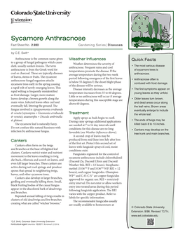 Sycamore Anthracnose Fact Sheet No