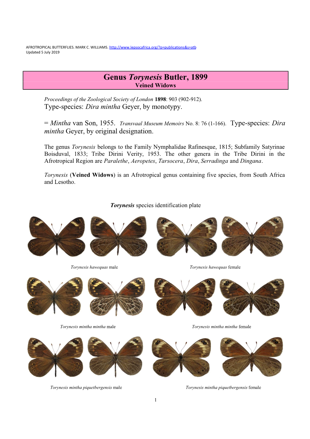 396 Genus Torynesis Butler