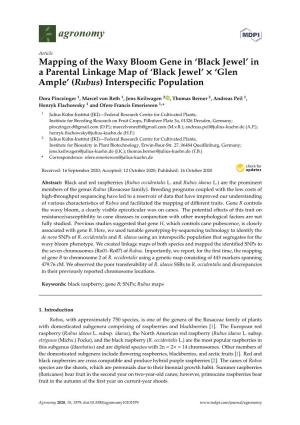 Mapping of the Waxy Bloom Gene in 'Black Jewel'