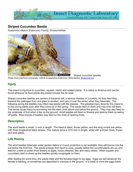 Striped Cucumber Beetle Acalymma Vittatum (Fabricius); Family: Chrysomelidae