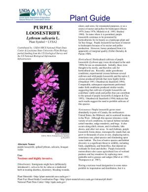 Plant Guide: Purple Loosestrife