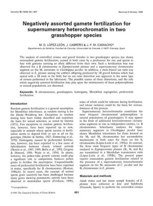 Negatively Assorted Gamete Fertilization for Supernumerary Heterochromatin in Two Grasshopper Species