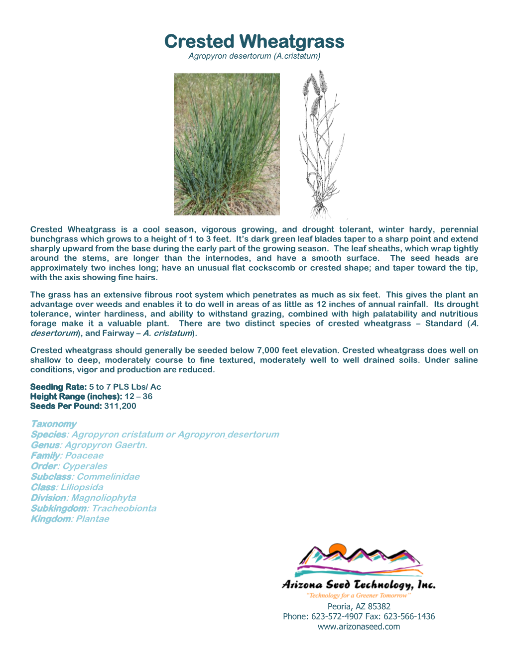 Crested Wheatgrass Agropyron Desertorum (A.Cristatum)