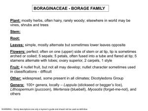 Boraginaceae - Borage Family