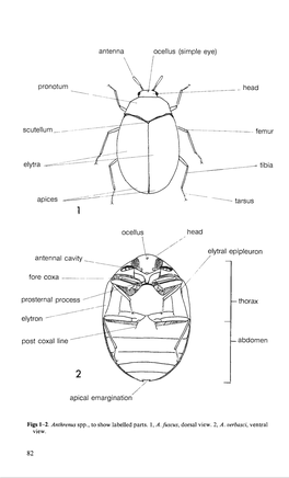 Vol 5 Part 3. Adults and Larvae of Hide, Larder and Carpet Beetles and Their Relatives