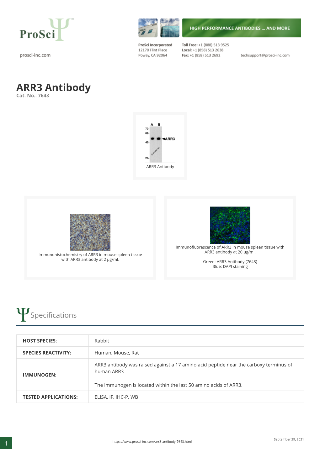 ARR3 Antibody Cat