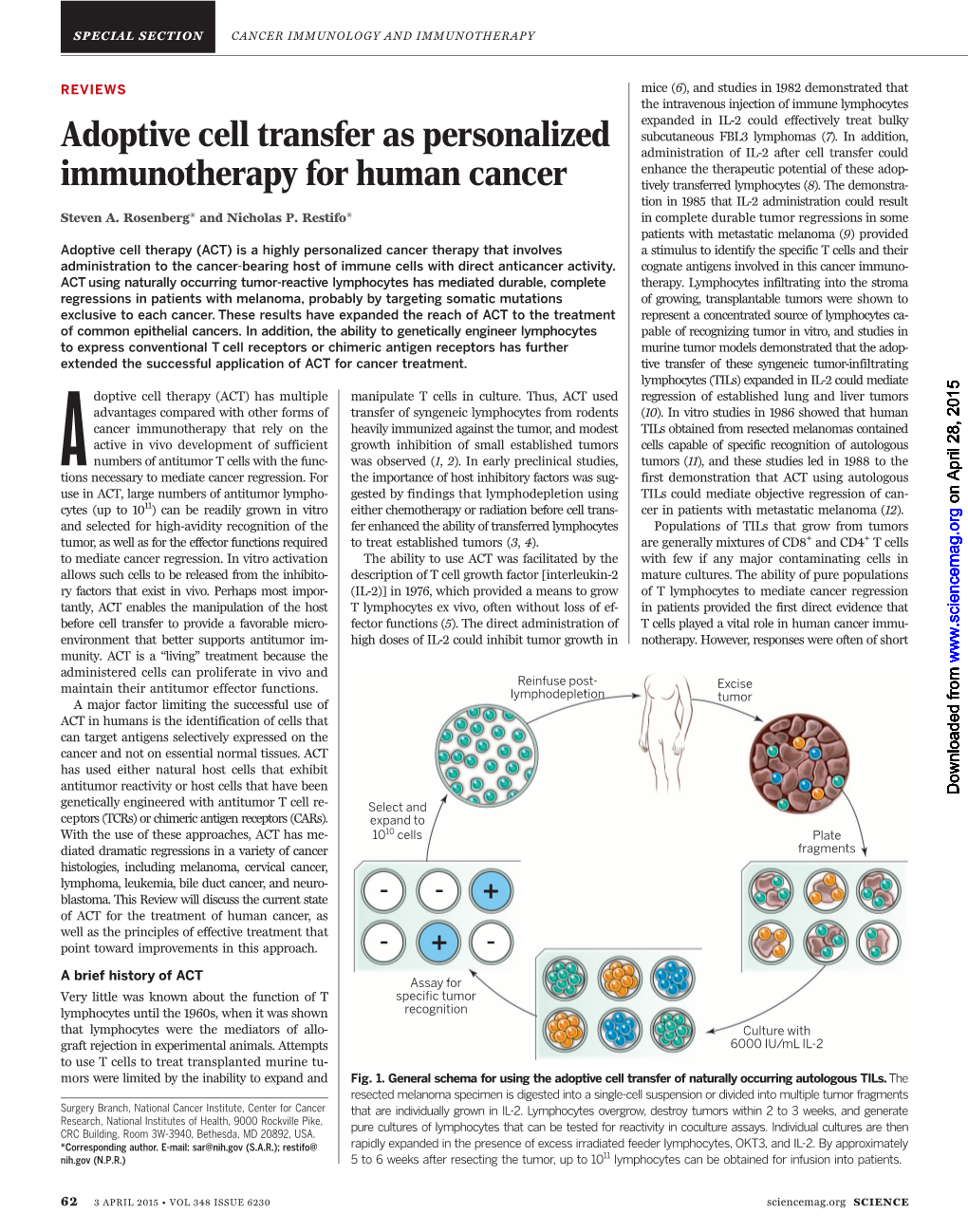 Adoptive Cell Transfer As Personalized Immunotherapy for Human Cancer Steven A