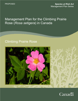 (Rosa Setigera) in Canada Climbing Prairie Rose