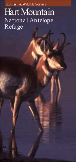 Hart Mountain National Antelope Refuge More Than 30 Million Pronghorn Antelope Once Roamed North America