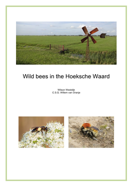Wild Bees in the Hoeksche Waard