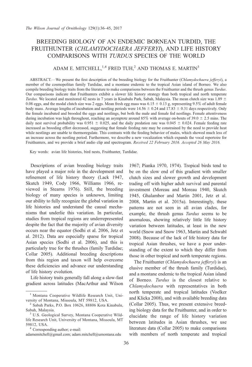 Breeding Biology of an Endemic Bornean Turdid, the Fruithunter (Chlamydochaera Jefferyi), and Life History Comparisons with Turdus Species of the World