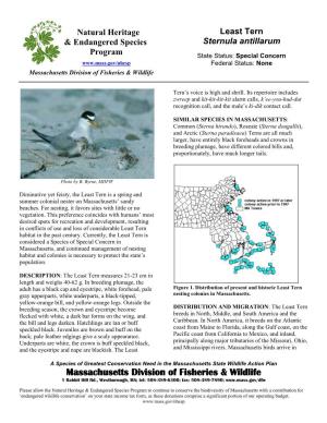 Least Tern & Endangered Species Sternula Antillarum