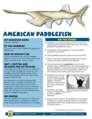 American Paddlefish My Scientific Name Did You Know? Polyodon Spathula Zzpaddlefish Are an Ancient Species of Fish