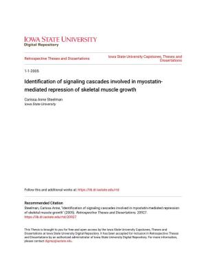 Identification of Signaling Cascades Involved in Myostatin-Mediated Repression of Skeletal Muscle Growth" (2005)