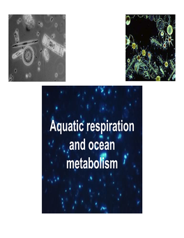 Aquatic Respiration and Ocean Metabolism • Remember What Life Is All About: • Energy (ATP) • Reducing Power (NADPH) • Nutrients (C, N, P, S, Fe, Etc., Etc.)