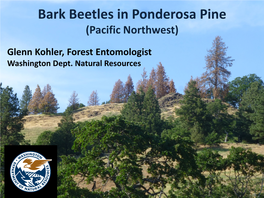 Bark Beetles in Ponderosa Pine (Pacific Northwest)