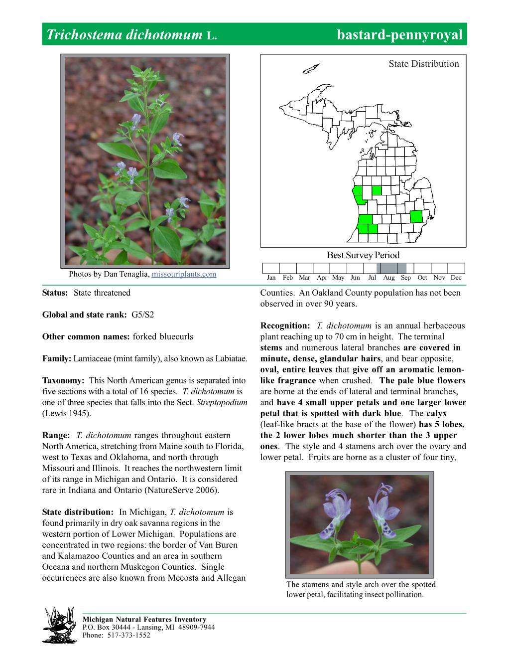 Trichostema Dichotomum L. Bastard-Pennyroyalbastard-Pennyroyal, Page 1