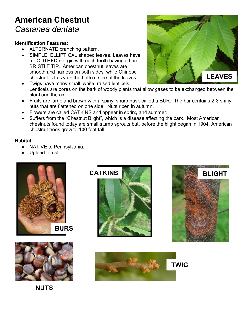 American Chestnut Castanea Dentata